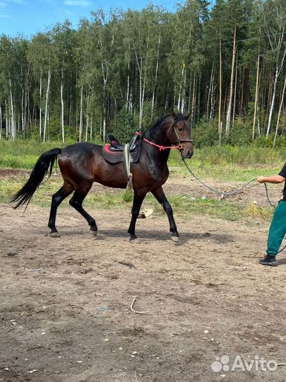 Продам лошадь,жеребец