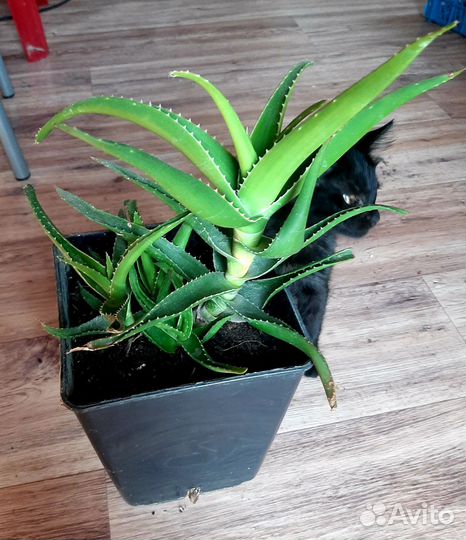Алоэ 3 года
