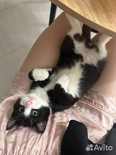 Котёнок в добрые руки