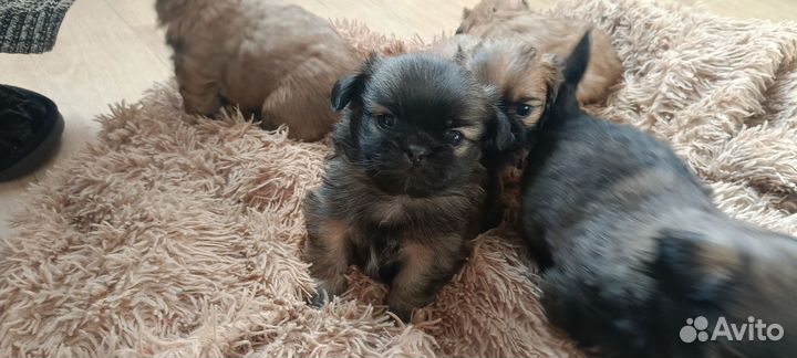 Щенки пекинеса