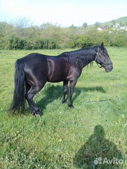 Карачаевский жеребец