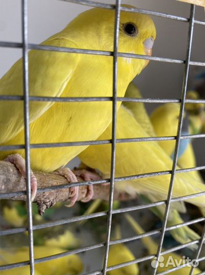 Попугай и аксесуары