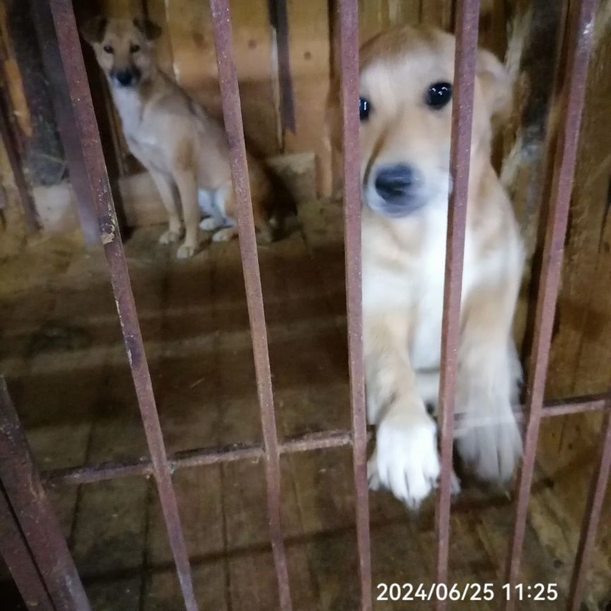 Собаки бесплатно в добрые руки