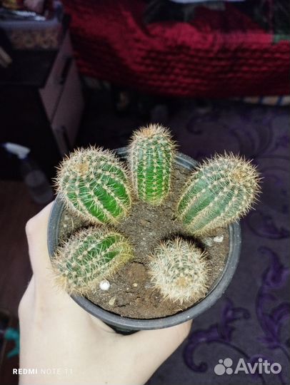 Кактусы