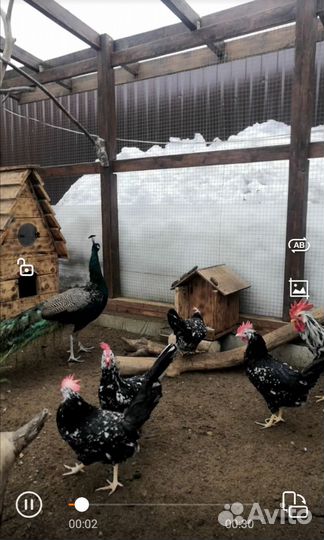 Цыплята породы Леггорн Далматинец