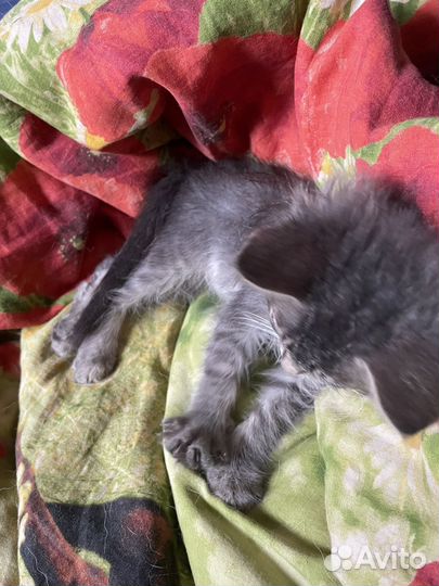 Котенок в добрые руки