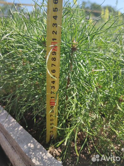 Саженцы сосны обыкновенной зкс оптом