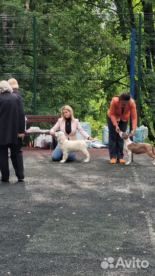 Золотистый ретривер