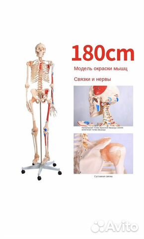 Скелет 180 см мышцы, связки и нервы