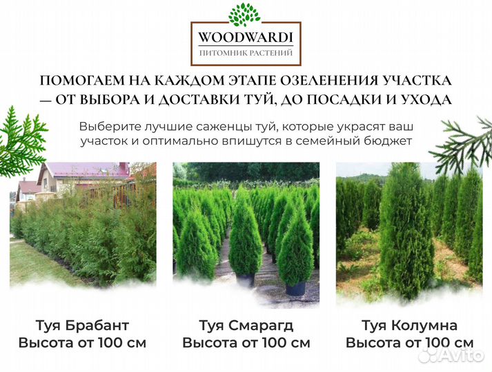 Туя Брабант 1,5 м