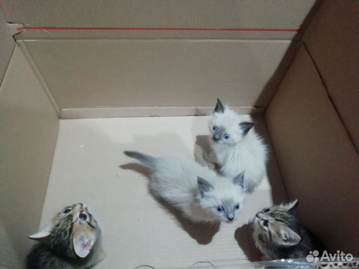 Котята в добрые руки