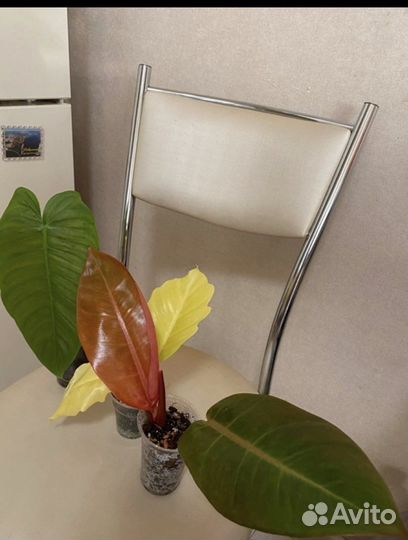 Филодендрон Тенуа редкие коллекционные ароидные