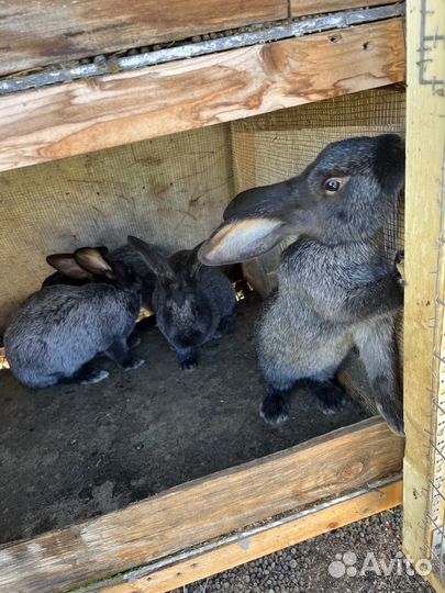 Кролики мясных пород, помесные