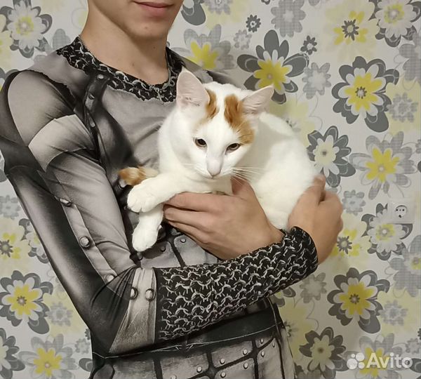Кошки в хорошие руки