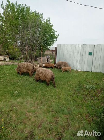 Венгерская мангалица поросята на племя