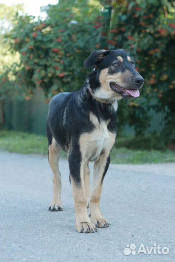 Щенок Тобби,4 месяца.В дар