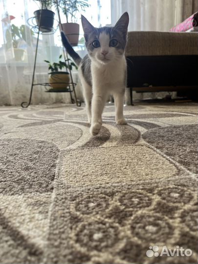 Котенок (девочка) 3 мес