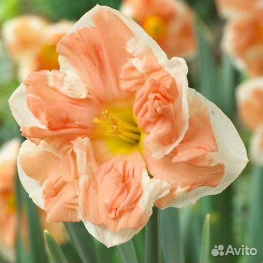 Нарцисс Эприкот Вирл 5 шт