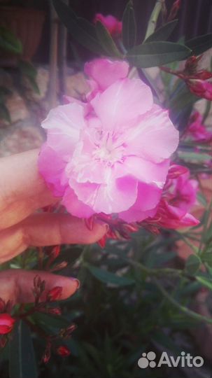 Олеандр малиновый махровый