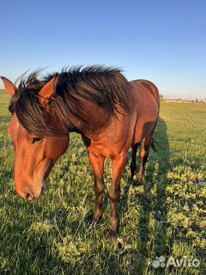 Лошадь жеребец