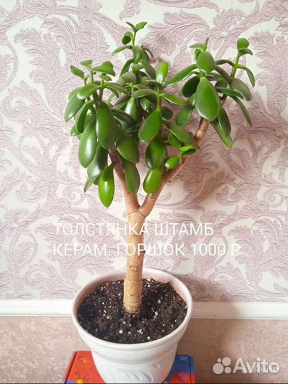 Сциндапсус,Сингониум,Эпипремнум,Монстера,Толстянка