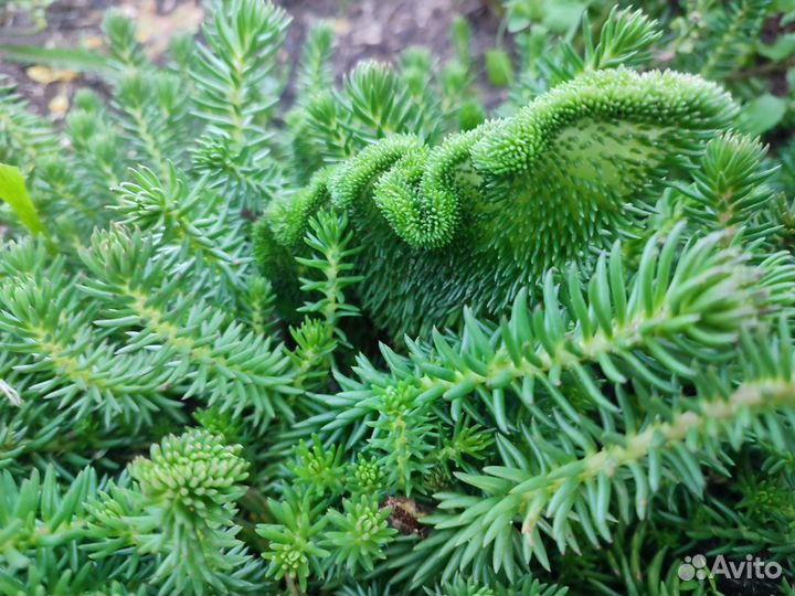 Очиток скальный