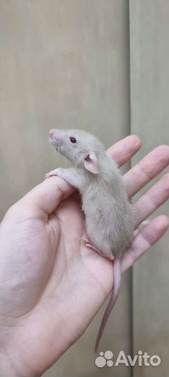 Крысята крысы крысята дамбо