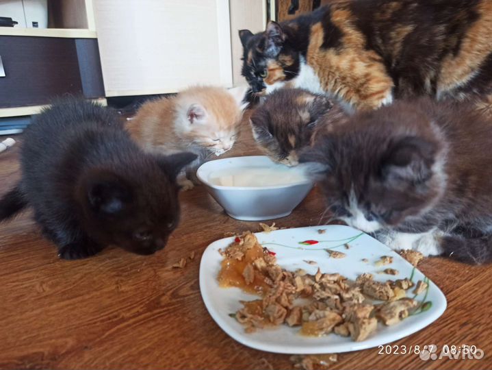 Котятки в добрые руки