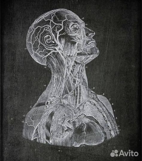 Репетитор по анатомии, гистологии, физиологии