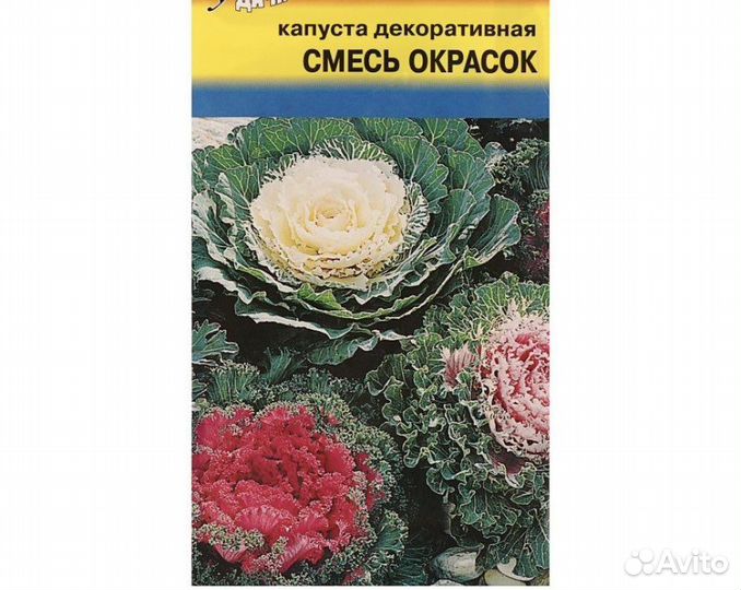 Декоративная капуста
