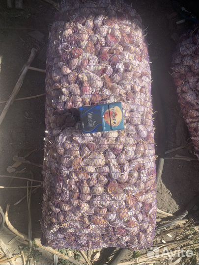 Чеснок на посадку