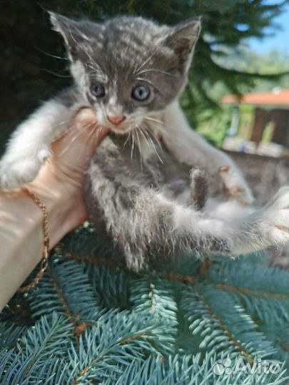 Котёнок