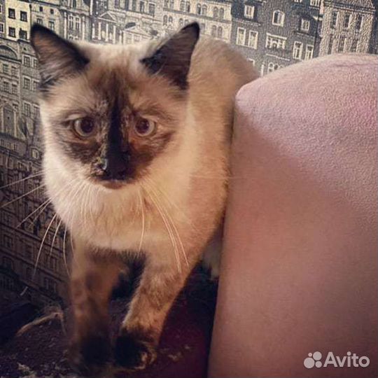 Кошечка Софа