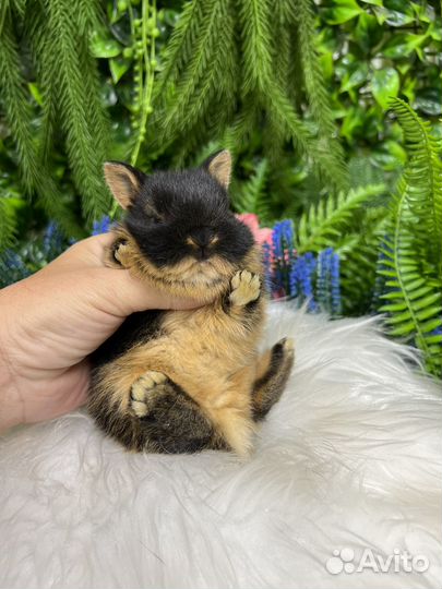 Декоративные кролики мини