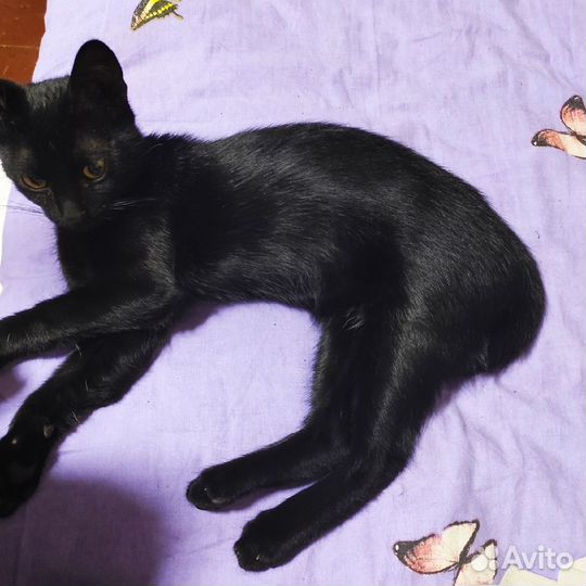 Отдам котика