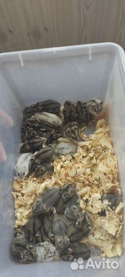 Джунгарский хомяк