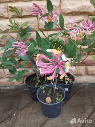 Каприфоль,лиана