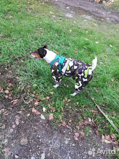 Вязка фокстерьер