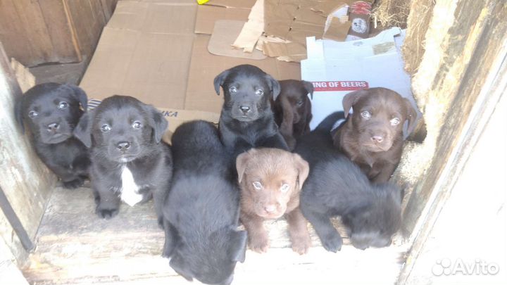 Щенки лабрадора