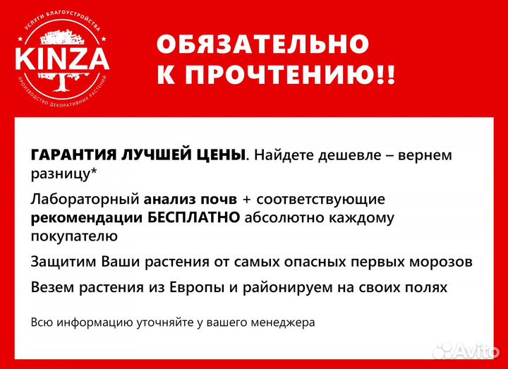 Туя колумна 1,62 м