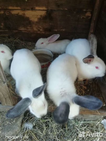 Кролики бургундские и шиншилы продажа обмен