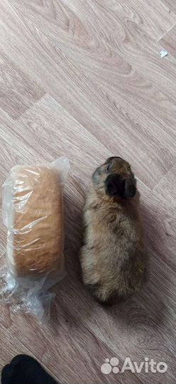 Кролик