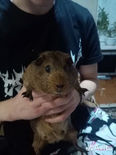 Морская свинка мальчик