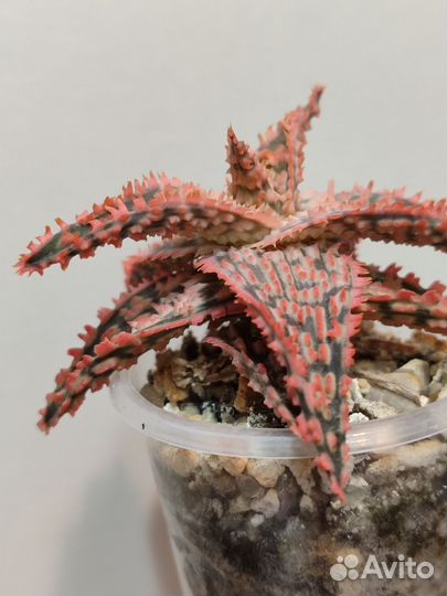 Алоэ гибридные