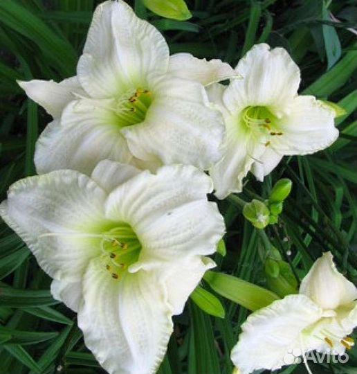 Лилейники садовые корень