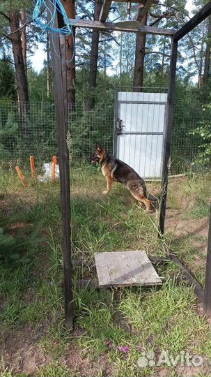 Немецкая овчарка