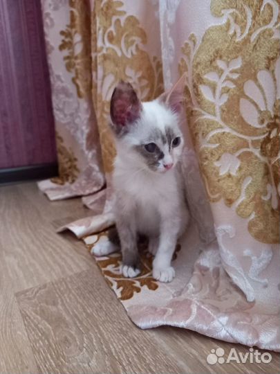 Кошечка в добрые руки
