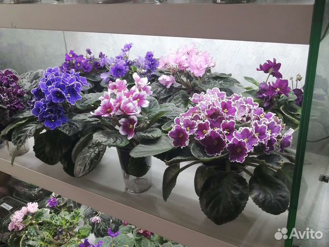 Сортовые фиалки, листочки, детки, стартера