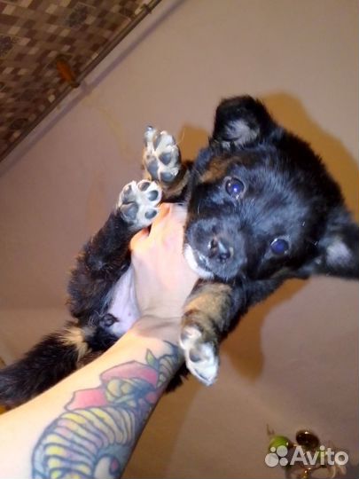 Отдам пупсика