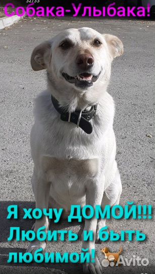 Верну хозяину